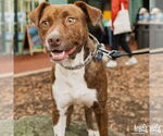 Small #3 Beagle-Plott Hound Mix