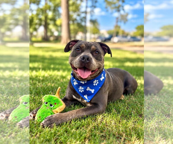 Medium Photo #1 American Staffordshire Terrier Puppy For Sale in Euless, TX, USA
