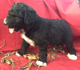 Pyredoodle Puppy for sale in LIBERTY, MS, USA