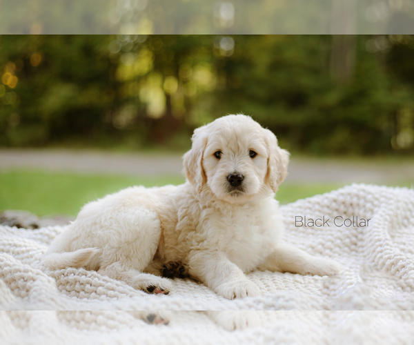 Medium Photo #1 Goldendoodle Puppy For Sale in HASTINGS, NY, USA