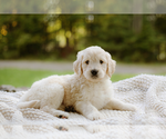 Small Photo #1 Goldendoodle Puppy For Sale in HASTINGS, NY, USA