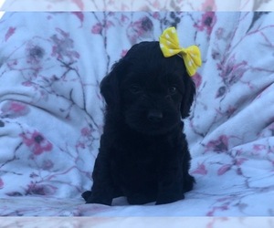 Cocker Spaniel-Poodle (Miniature) Mix Puppy for sale in LAKELAND, FL, USA