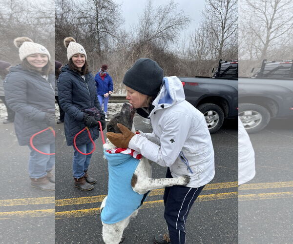 Medium Photo #9 Mutt Puppy For Sale in NEWPORT NH, NH, USA