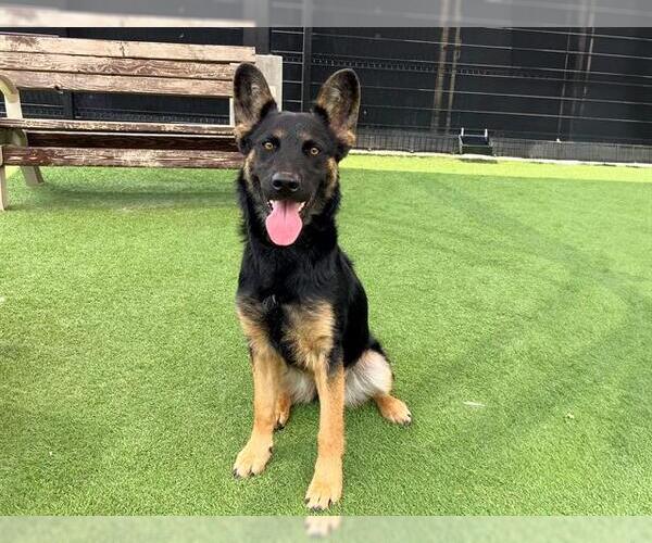 Medium Photo #1 German Shepherd Dog Puppy For Sale in Orange, CA, USA