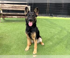 German Shepherd Dog Dogs for adoption in Orange, CA, USA