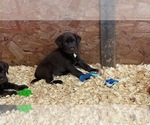 Small Photo #4 Labrador Retriever Puppy For Sale in ASHVILLE, AL, USA
