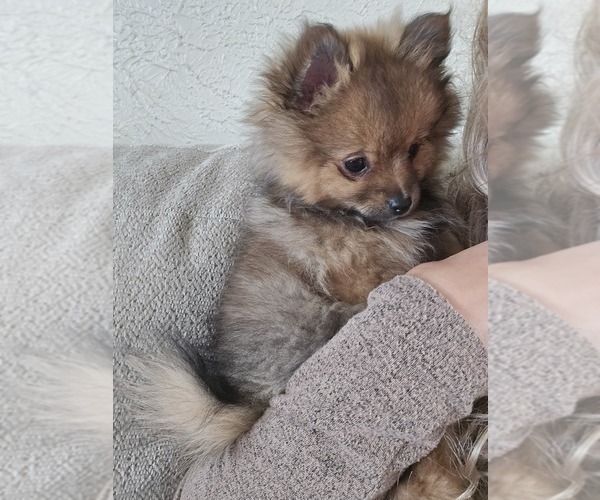 Medium Photo #9 Pomeranian Puppy For Sale in BRONSON, MI, USA
