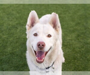 Siberian Husky Dogs for adoption in Martinez, CA, USA