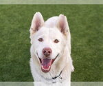 BALTO - Male Siberian Husky Dog for Adoption - Small photo