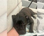 Small #1 American Pit Bull Terrier Mix