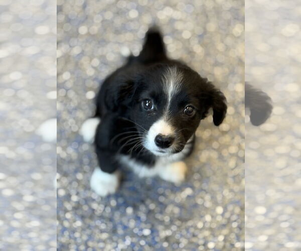 Medium Photo #2 Papitese Puppy For Sale in Phoenix, AZ, USA