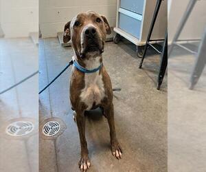 American Pit Bull Terrier-Unknown Mix Dogs for adoption in Tavares, FL, USA