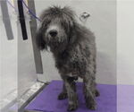 Small #3 Poodle (Standard)