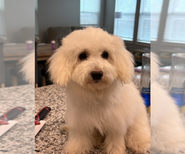 Medium Photo #3 Poodle (Miniature) Puppy For Sale in GARLAND, TX, USA