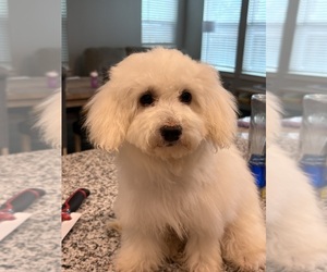 Medium Poodle (Miniature)