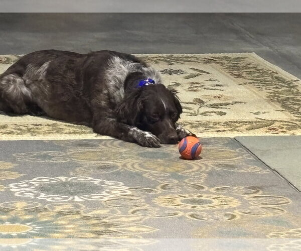 Medium Photo #3 Brittany Puppy For Sale in Curwensville, PA, USA