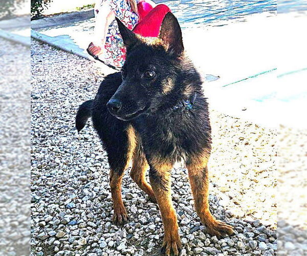 Medium Photo #1 German Shepherd Dog-Unknown Mix Puppy For Sale in Fallbrook, CA, USA