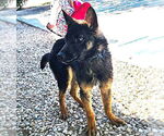Small German Shepherd Dog Mix