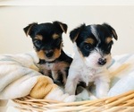 Small #5 Yorkshire Terrier