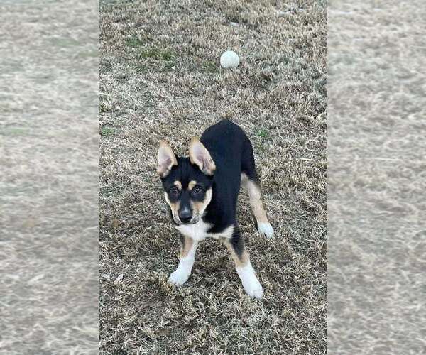 Medium Photo #11 Alaskan Malamute-Unknown Mix Puppy For Sale in Oak Bluffs, MA, USA