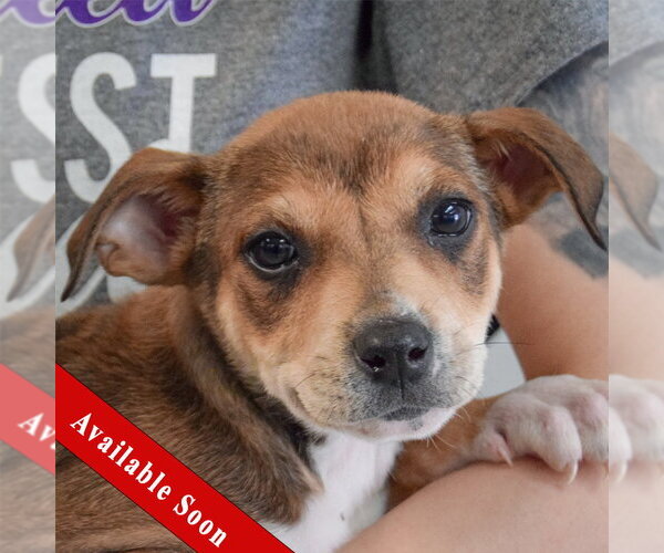 Medium Photo #1 Jack Russell Terrier-Unknown Mix Puppy For Sale in Huntley, IL, USA