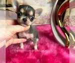 Small #4 Chihuahua