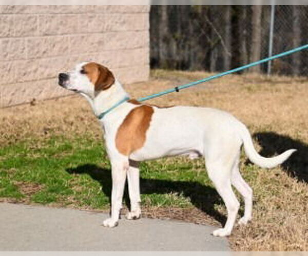 Medium Photo #6 Mutt Puppy For Sale in Glen Allen, VA, USA