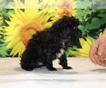 Jasper - Male Poodle (Toy) Puppy for Sale - Photo #33