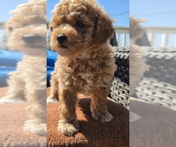 Medium Photo #7 Miniature Labradoodle Puppy For Sale in SAN DIEGO, CA, USA