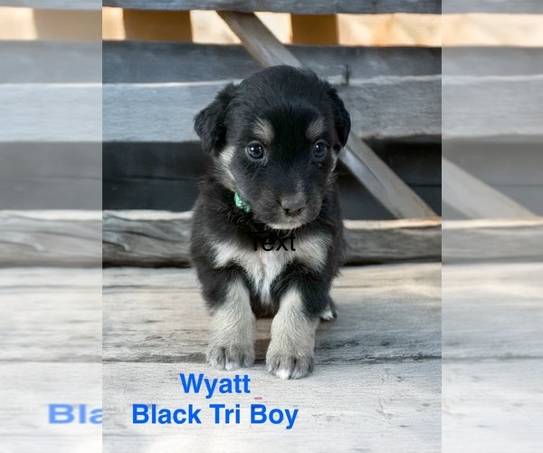 Medium Photo #2 Australian Shepherd Puppy For Sale in WILLIAMS, AZ, USA