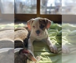 Small Photo #1 American Bulldog Puppy For Sale in MARKLEVILLE, IN, USA