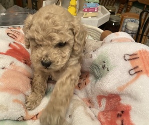 Poodle (Miniature) Litter for sale in SILVER SPRING, MD, USA