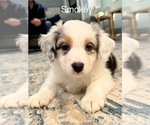 Puppy Smokey Australian Shepherd