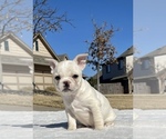 Small Photo #2 French Bulldog Puppy For Sale in YUKON, OK, USA