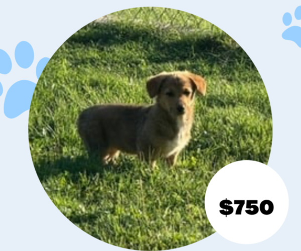 Medium Photo #6 Cowboy Corgi Puppy For Sale in ARDMORE, OK, USA