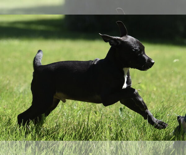 Medium Photo #5 Shepradors Puppy For Sale in Mechanicsburg, PA, USA