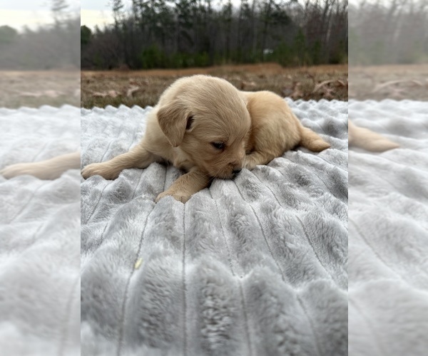 Medium Photo #21 Golden Retriever Puppy For Sale in CONCORD, VA, USA