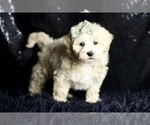 Small #5 Maltipoo (Miniature)