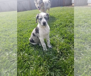Australian Shepherd-German Wirehaired Pointer Mix Puppy for sale in JEFFERSON, OR, USA