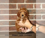 Small #2 Cockapoo (Miniature)