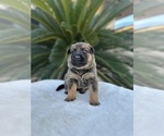 Small Photo #10 Dutch Shepherd Dog Puppy For Sale in LAS VEGAS, NV, USA