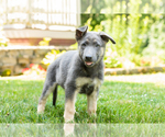 Small Photo #4 German Shepherd Dog Puppy For Sale in GOSHEN, IN, USA