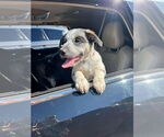 Small #2 Labrador Retriever Mix