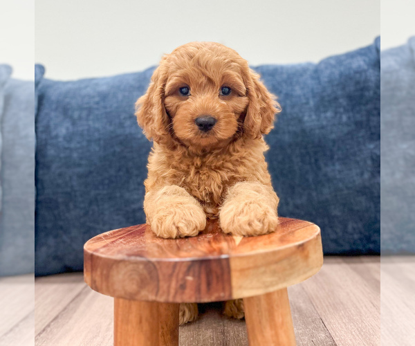Medium Photo #2 Miniature Labradoodle Puppy For Sale in MILLERSBURG, OH, USA