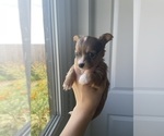 Small Photo #42 Chihuahua Puppy For Sale in SAN ANTONIO, TX, USA