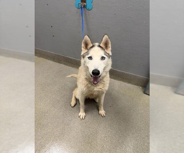 Medium Photo #1 Siberian Husky-Unknown Mix Puppy For Sale in Las Vegas, NV, USA