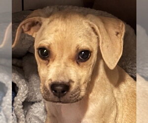 American Staffordshire Terrier-Black Mouth Cur Mix Dogs for adoption in Holly Springs, NC, USA