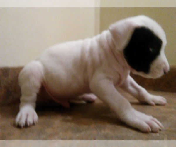 Medium Photo #2 America Bandogge Mastiff Puppy For Sale in MESA, AZ, USA