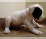 Small Photo #2 America Bandogge Mastiff Puppy For Sale in MESA, AZ, USA