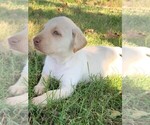 Small Photo #15 Labrador Retriever Puppy For Sale in LEASBURG, MO, USA
